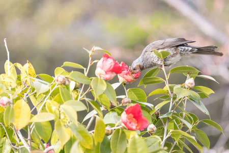 Brown-eared Bulbul on branch of Japanese apricot tree.の写真素材