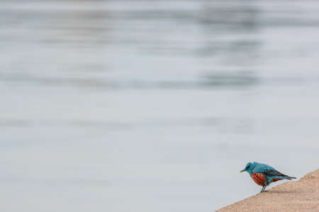 Male blue rock thrush on quay of fishing harbor.の写真素材