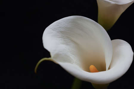 White calla isolated on a black background.の写真素材