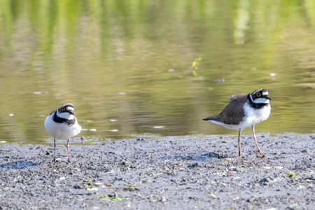A couple of Little ringed plover in a stream.の写真素材