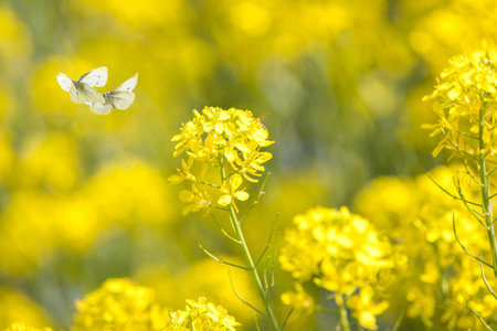 cabbage white butterfly with rape flower.の写真素材