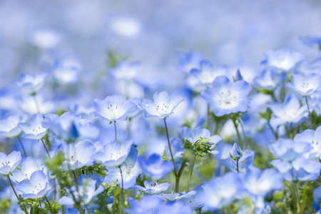 Flower garden of Nemophila in springtime.の写真素材