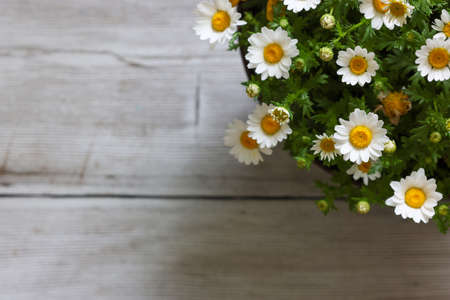Mini marguerite isolated on a wooden background.