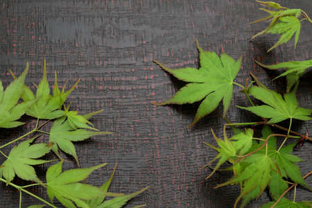 Green maple leaves on a lacquerware board.