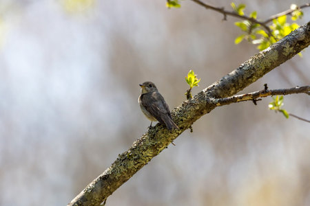 Brown flycatcher on a branch of tree.の写真素材