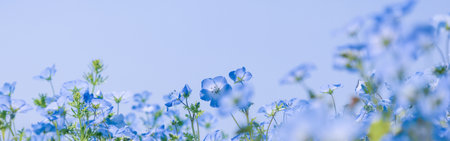 Clipped to banner size image of Flower garden of Nemophila in springtime.の写真素材