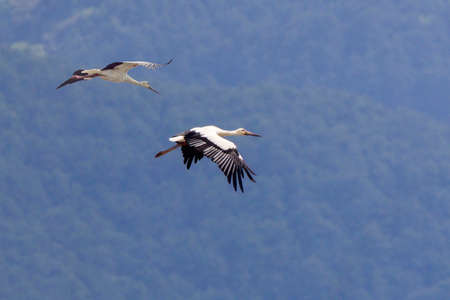 Stork extending its wing in flying.