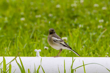 A young Japanese Wagtail pearching on a Iron pipe.の写真素材