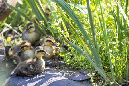 Spot-billed duck chicks in a grassy place.の写真素材