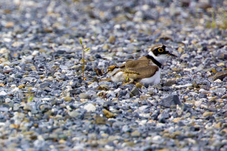 Little ringed plover in parenting on a gravel field.