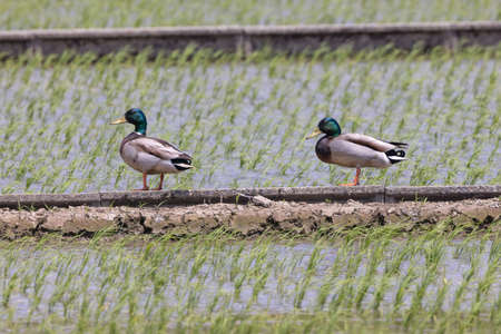 Mallard resting in a rice field.の写真素材