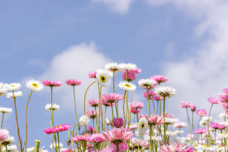 Flower garden of Mangles sunray in springtime.