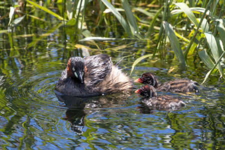 Little Grebe raising a child in a grassy place.の写真素材