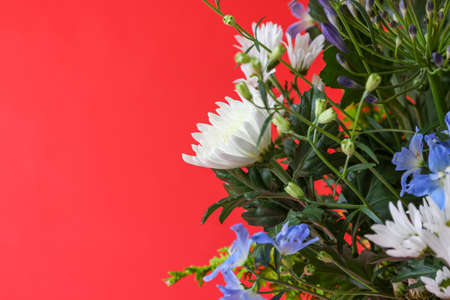 Flower arrangement of delphinium abd chrysanthemum isoalted on a red background.の写真素材