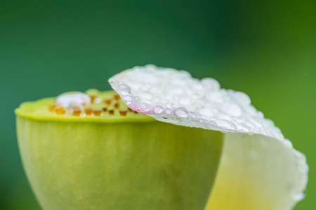 Petal of lotus on a receptacle with water drop.の写真素材