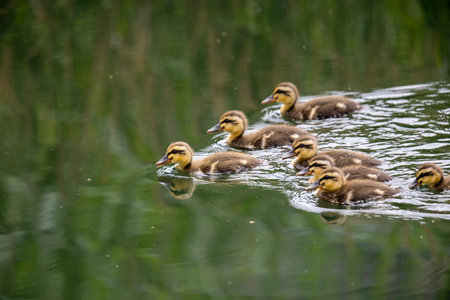 Spot-billed duck chick in the river.