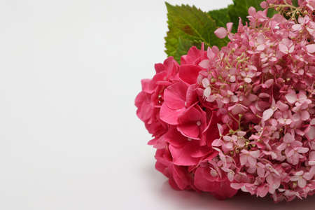 Flower head of hydrangea isolated on a white background.