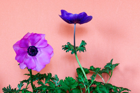 Anemone in a orange wall background.の写真素材