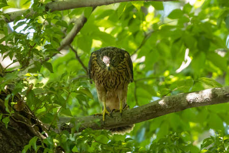 Young Northern Goshawk on a branch of tree.の写真素材