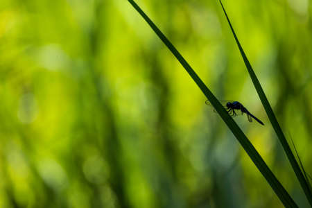 Gray blue dragonfly on a leaf.の写真素材