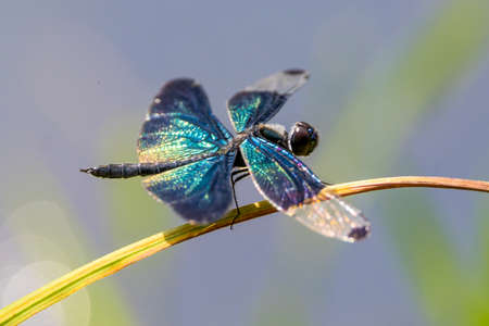 Butterfly Dragonfly on a leaf.の写真素材