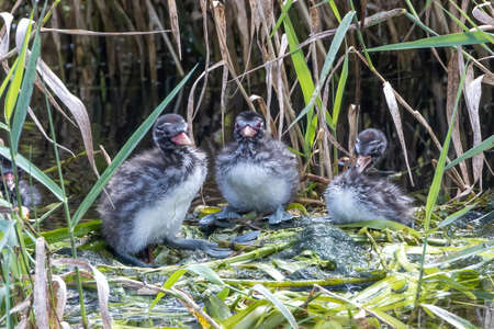 Little grebe chicks in a river.の写真素材