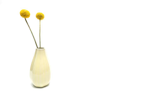 Craspedia in a vase isolated on a white background.の写真素材