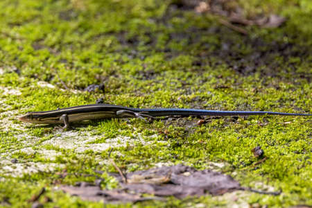 Lizard that regulate body temperature by sunshine.