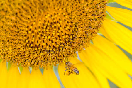 Honey bee collecting nectar from sunflower.