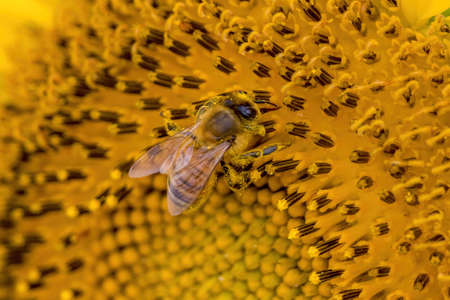Honey bee collecting nectar from sunflower.