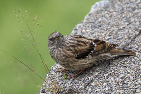 An alpine accentor taken in Japanese alpine.の写真素材