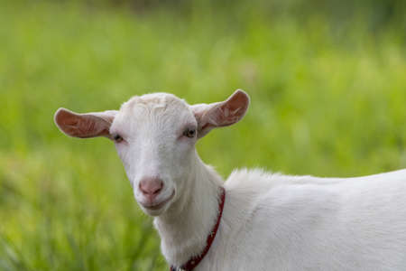 A white goat taken outdoors.の写真素材