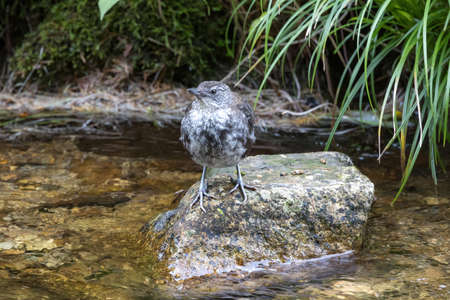 A Young brown Dipper resting on a stone.