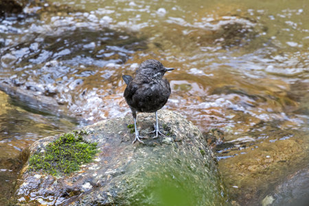 A Young brown Dipper resting on a stone.