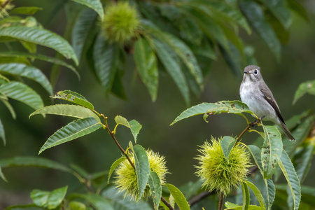 A brown flycatcher perching on the chestnut tree.の写真素材
