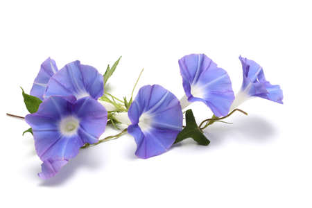 Purple morning glory isolated on a white background.