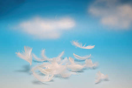 White feathers isolated on a blue sly background.