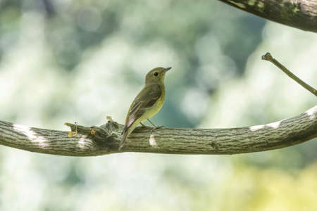 Female Narcissus Flycatcher on a branch of tree.の写真素材