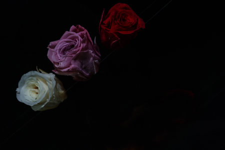 Flower head of rose isolated on a black background.の写真素材