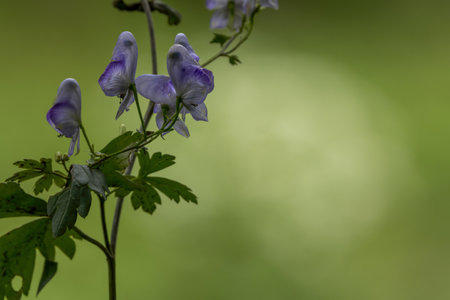 Purple flowe of monkshood in full bloom.の写真素材