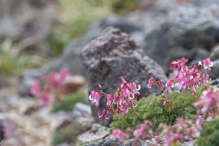 Dicentra blooming on scree field in summer alpine scree field.の写真素材