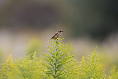 A Siberian Stonechat on the flower of tall goldenrod.の写真素材