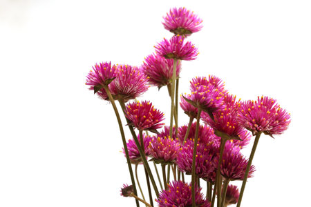 Globe amaranth isolated on a white background.