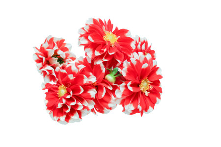 Bouquet dahlia isolated on a white background.の写真素材