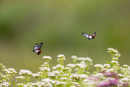 Chestnut Tiger butterfly flying in the thoroughwort flower garden.