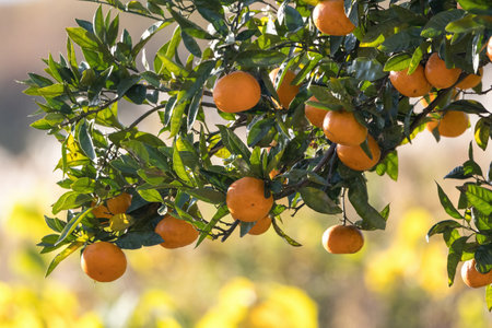 Mandarin orange tree come into bearing its fruits.