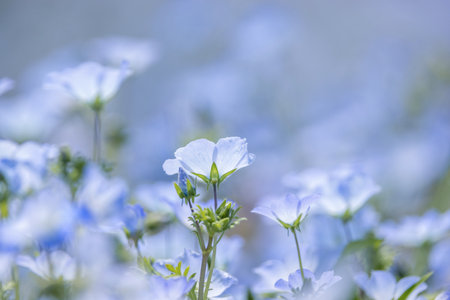 Flower garden of Nemophila in springtime.の写真素材
