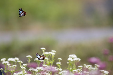 Chestnut Tiger butterfly flying in the thoroughwort flower garden.