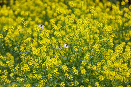 A glacial apollo on the rape blossom.