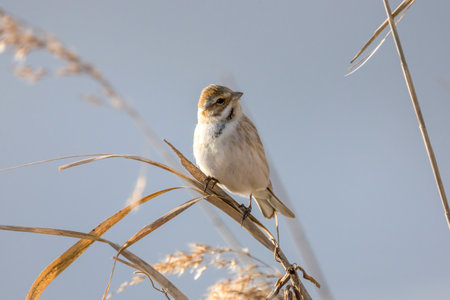A Reed bunting on a reed stem.の写真素材